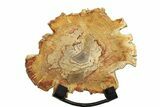 Petrified Wood (Tropical Hardwood) Slab with Stand - Indonesia #271166-1